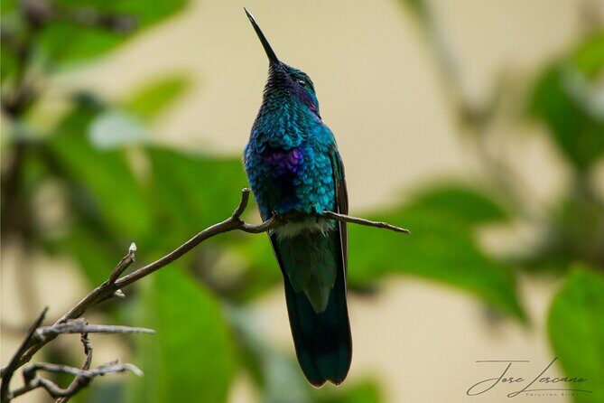 Cusco Birdwatching at Balcón del Diablo (Halfday) - What you might see: endemics plus a wider Andean bird mix