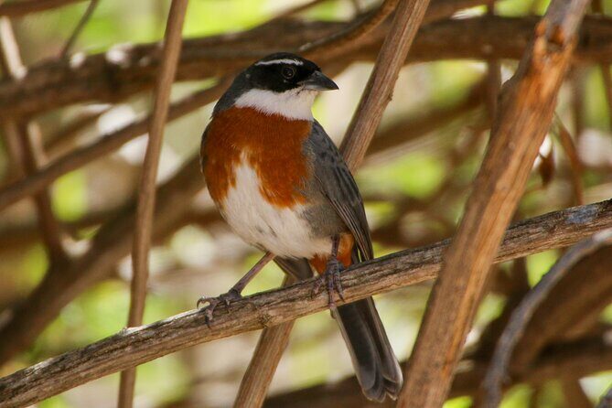 Cusco Birdwatching at Balcón del Diablo (Halfday) - Scenery and side bonuses: ruins on the trail and alpacas nearby