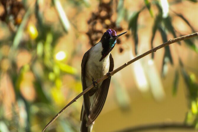 Cusco Birdwatching at Balcón del Diablo (Halfday) - How long it really takes: 3 hours 30 minutes with time for walking and looking