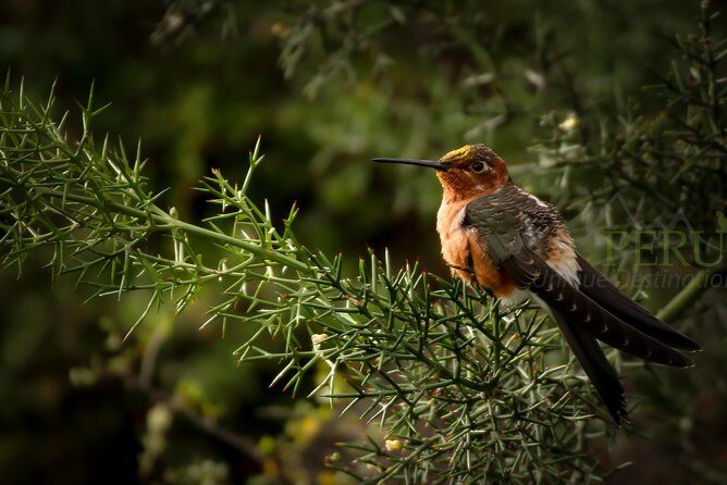 Cusco Birdwatching at Balcón del Diablo (Halfday) - Price and value: what $95 buys you (and what it doesn’t)
