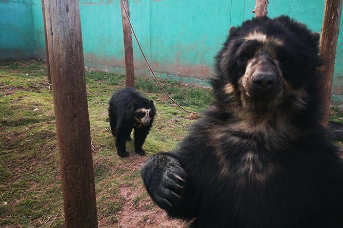 Cusco Santuario de Animales Rescatados en Cusco - A 2–3 hour sanctuary visit from Cusco that feels humane