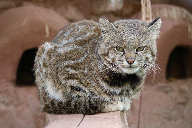 Cusco Santuario de Animales Rescatados en Cusco - The mission: education, rescue, and returning animals to nature