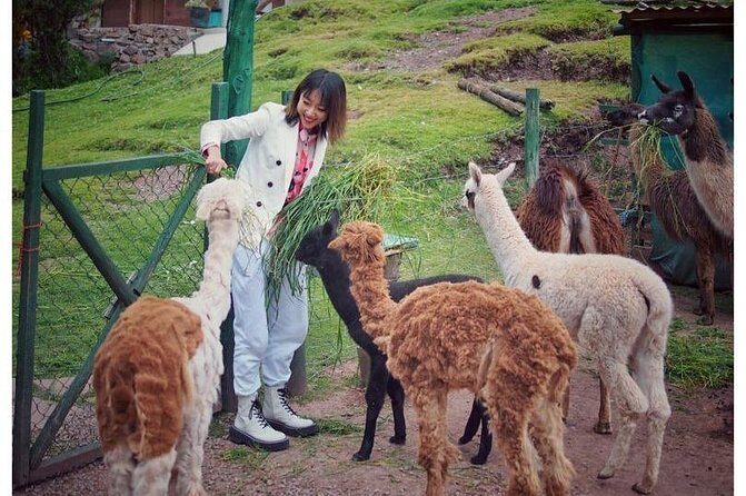 Cusco Santuario de Animales Rescatados en Cusco - Timing and what to do after: a relaxed finish back in town