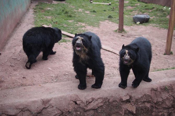 Cusco Santuario de Animales Rescatados en Cusco - Cochahuasi: the animal mix you’ll actually want to see