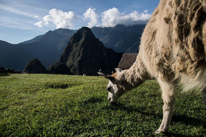 Day Trip to Machu Picchu by Train from Cusco - Lunch and downtime in Aguas Calientes: when you can finally breathe