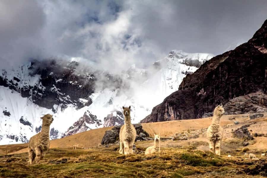 Excursion: Rainbow Mountain and Ausangate 7 Lagoons 2 days - Pace, Altitude, and What You Actually Need to Pack