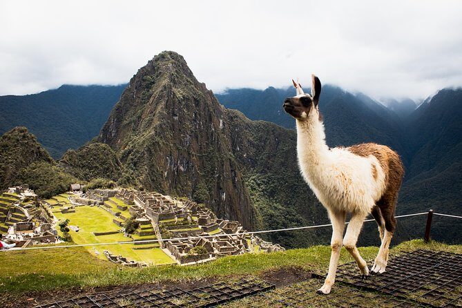 Excursion to MachuPicchu with Train Vistadome Full Day - Train Vistadome and the Peru rail reality check