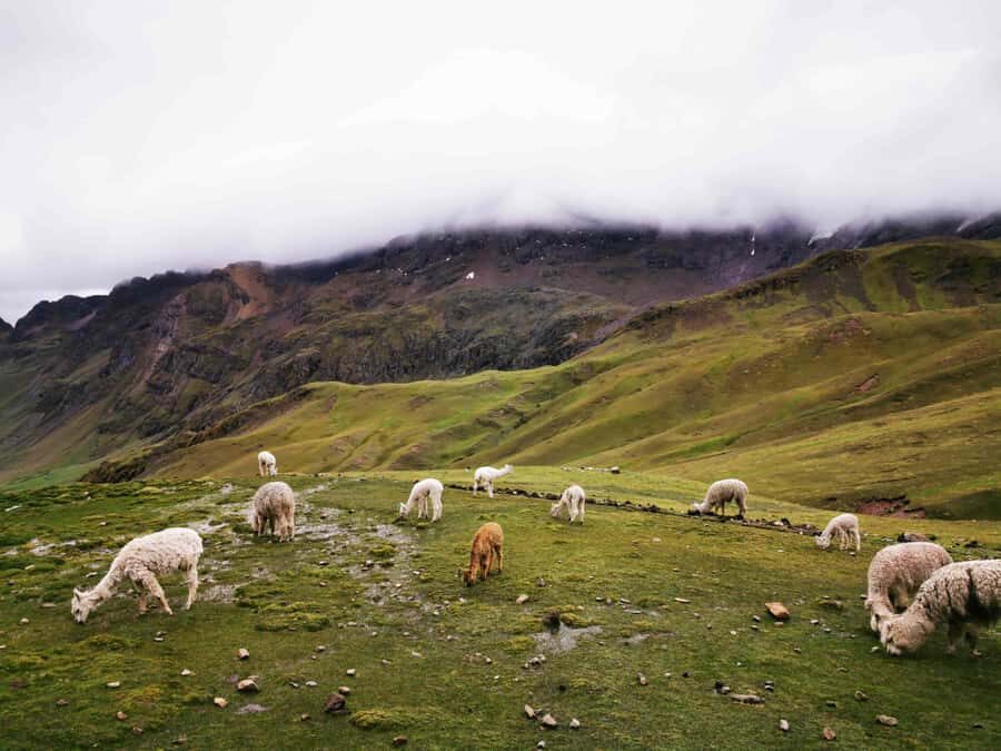 Excursion to Rainbow Mountain in ATV. - Rainbow Mountain Time: Photos, Alpacas, and the Best Kind of Timing