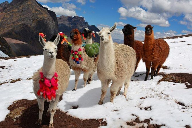 Excursión to Rainbow Mountain with Coca Ceremony | Prívate Tour | - The Vinicunca hike to Rainbow Mountain: pacing, altitude, and pony decisions