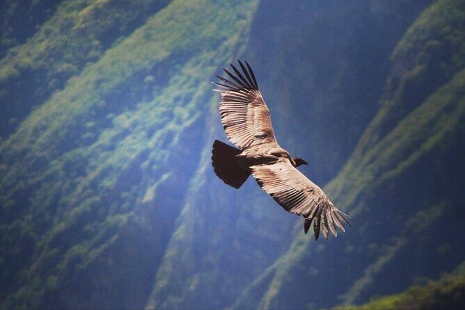 Flight of the condor - Getting around Cusco: pickup, meeting point, and timing that actually works