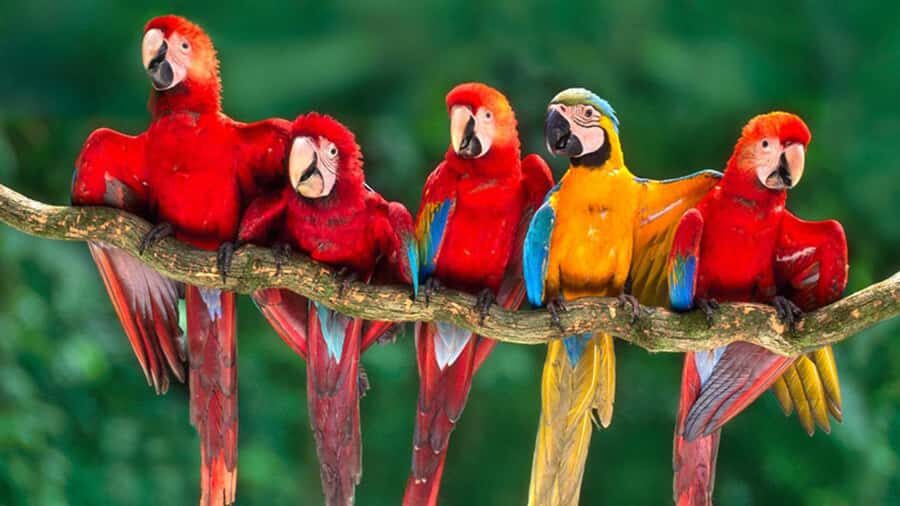From Cusco: 4 Day Puerto Maldonado Sandoval Lake Excursion - Key things you’ll notice on this Tambopata 4-day plan
