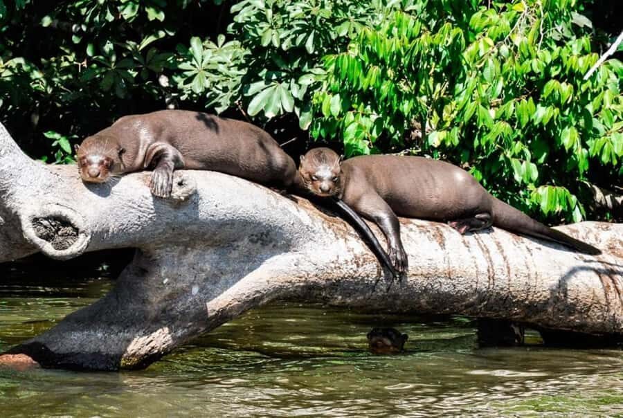 From Cusco: 4 Day Puerto Maldonado Sandoval Lake Excursion - Monkey Island: photos are easy, value depends on what you expect