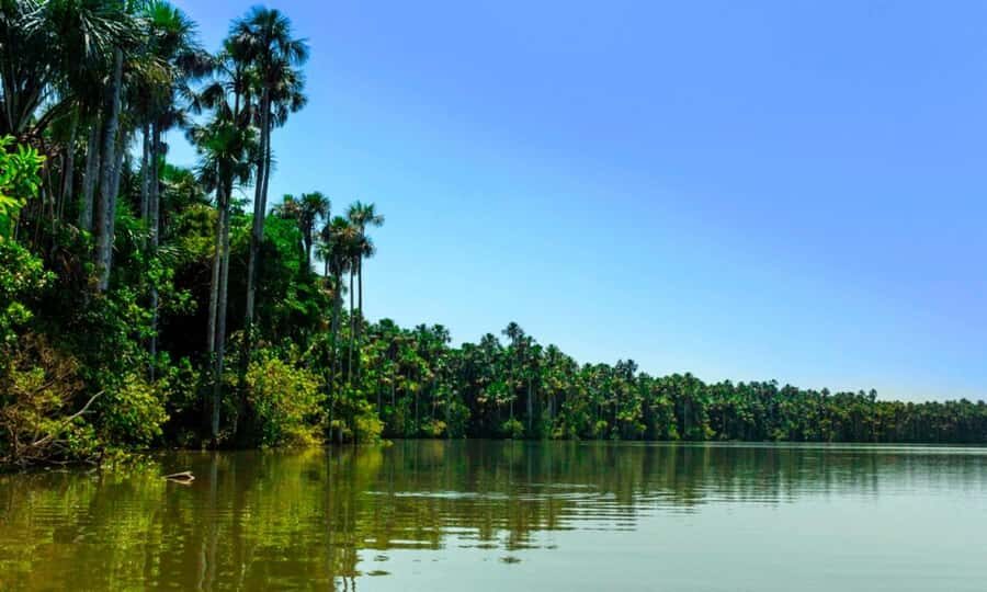 From Cusco: 4 Day Puerto Maldonado Sandoval Lake Excursion - Day 2: Sandoval Lake canoeing is the heart of the trip