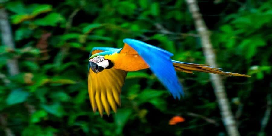 From Cusco: 4 Day Puerto Maldonado Sandoval Lake Excursion - Amazon Lodge Tambopata: comfortable base camp, plus a trail-walk warm-up