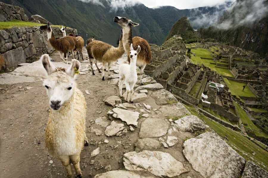 From Cusco: Machu Picchu Private Day Trip on Panoramic Train - Using your free time without burning daylight