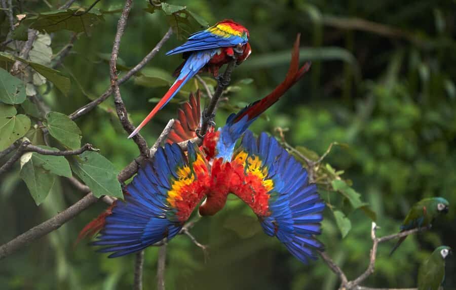 From Cusco: Manu National Park 3 Day Tour - Who should book this Manu tour from Cusco