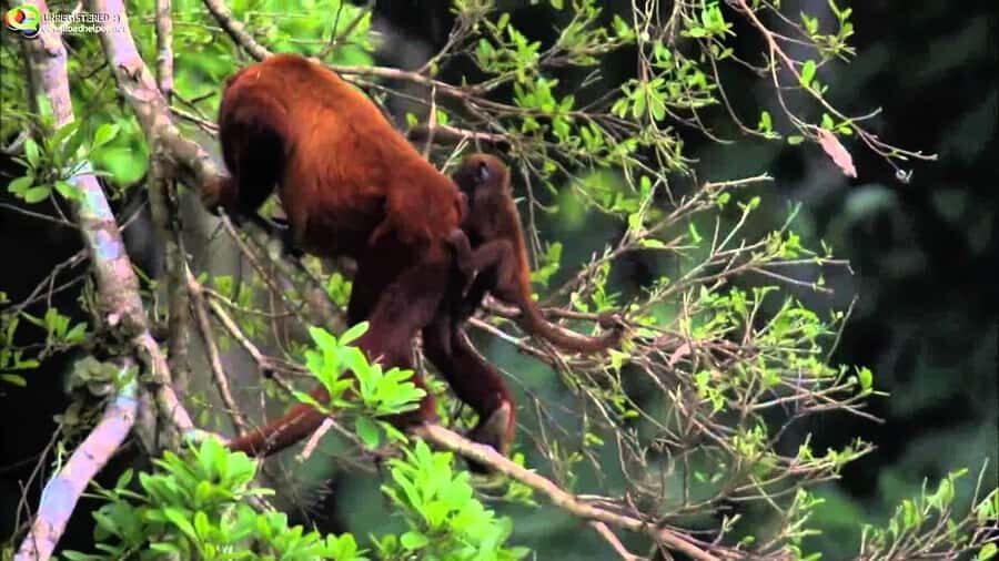 From Cusco: Manu National Park Tour & Accommodation 3 Days - Key highlights worth your attention