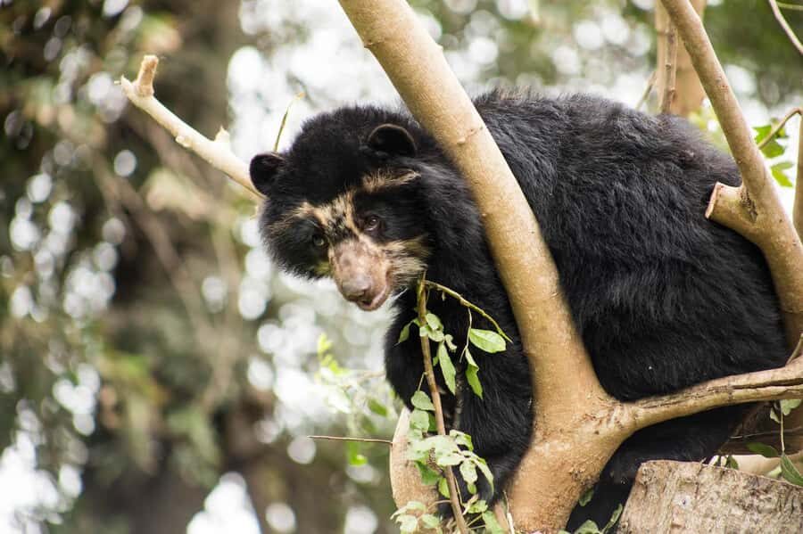 From Cusco: Manu National Park Tour & Accommodation 3 Days - Who this tour fits best