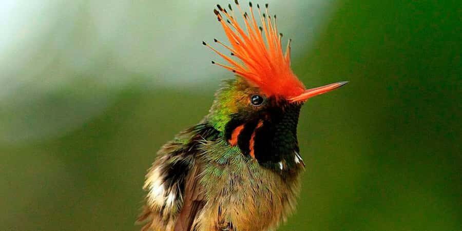 From Cusco: Manu National Park Tour & Accommodation 3 Days - Day 2: Atalaya Port boat rides and Machuhuasi oxbow lake channels