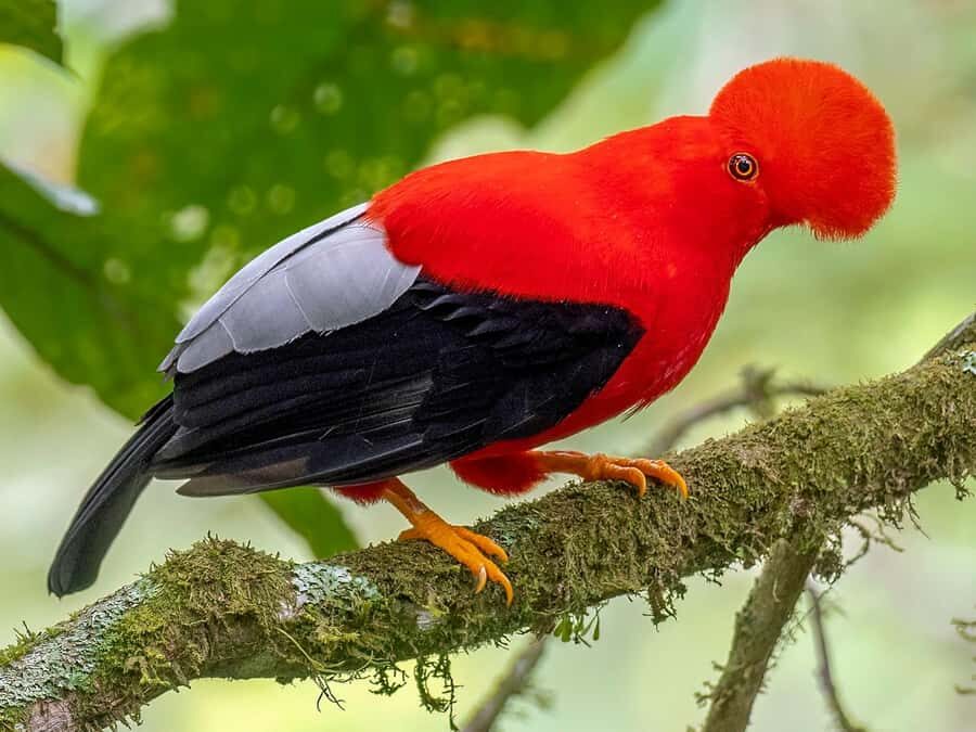 From Cusco: Manu National Park Tour & Accommodation 3 Days - Day 3: medicinal plants, cloud forest return, and back to Cusco