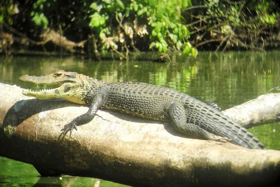 From Cusco: Manu National Park Tour & Accommodation 3 Days - Wildlife expectations: yes, you’ll see animals, but don’t chase guarantees
