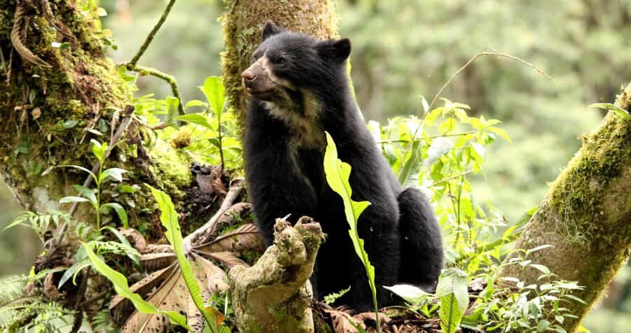 From Cusco: Manu National Park Tour & Accommodation 3 Days - Food and comfort: Basical Hostel is part of the experience