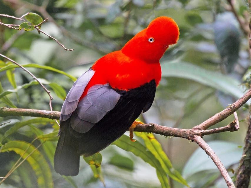 From Cusco: Manu National Park Tour & Accommodation 3 Days - Price and value for a Manu 3-day Amazon stay