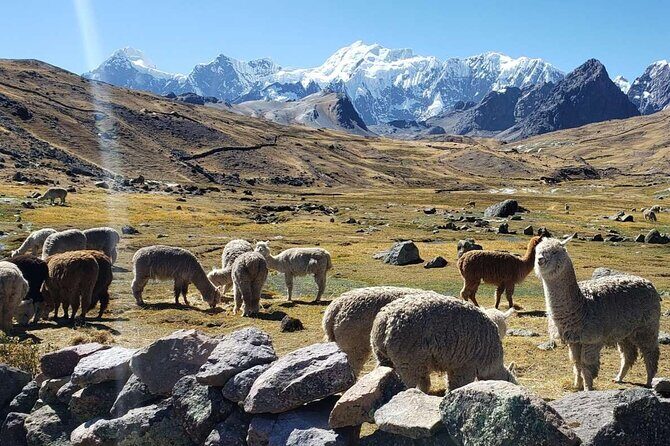 Full Day Ausangate 7 Lakes Hike from Cusco - Wildlife chances, condors, and the altitude reality check