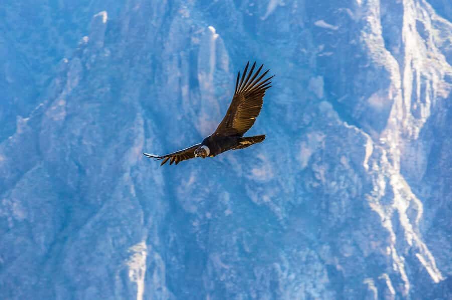 Full-Day Condor Viewpoint & Inca Sites Tour - Price and value: is $159 for this day fair?