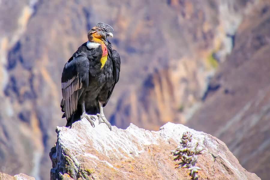 Full-Day Condor Viewpoint & Inca Sites Tour - From Cusco’s altitude to Limatambo’s farms: how the day starts