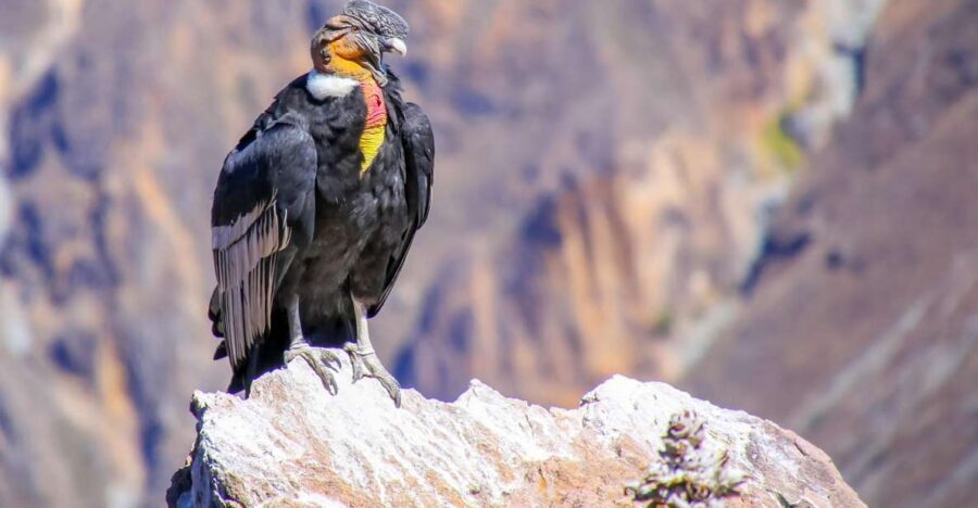 Full-Day Condor Viewpoint & Inca Sites Tour - Up to Chonta: the Andes set the mood