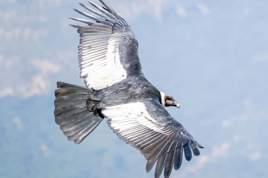 Full-Day Condor Viewpoint & Inca Sites Tour - Huaco Viewpoint and condors: watching thermal magic up close