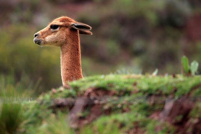 Full Day in the Sacred Valley - The Pantry of Cusco - Ollantaytambo: canals, cobblestones, and the fortress above