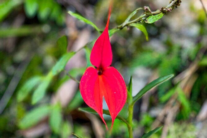 Full-Day Private Tour in Machupicchu with Expedition Train - The Expedition train ride: views from your seat, not your schedule