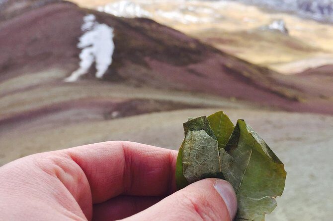 Full-Day Tour and Hike to Rainbow Mountain from Cusco, Peru - What you’ll spot: alpacas, llamas, and condors