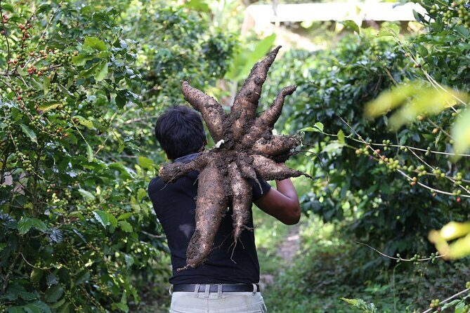 Full-Day Tour: Cacao farm experience in the jungle of Cusco - How the traditional chocolate-making part actually works