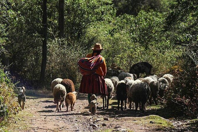 Half-Day Acclimatization Hike with Llamas and Alpacas in Cusco - A 9:00am Cusco acclimatization hike that keeps altitude in mind