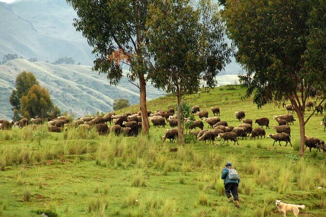 Half-Day Acclimatization Hike with Llamas and Alpacas in Cusco - Kusilluchayoc (Temple of the Monkeys): carvings you’ll notice more slowly