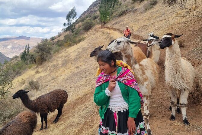 Half Day Andean Llama Trek in the Sacred Valley - A short Sacred Valley hike with real llama work behind it