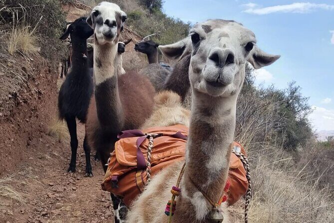Half Day Andean Llama Trek in the Sacred Valley - What to bring and how to set yourself up for a smooth hike