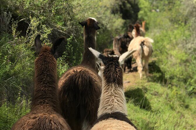 Half Day Andean Llama Trek in the Sacred Valley - The eco and community angle: why this trek feels different