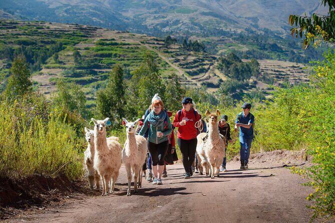 Hike with Llamas and Alpacas in the Sacred Valley from Cusco - The main hike: 4 to 5 hours with llamas and alpacas