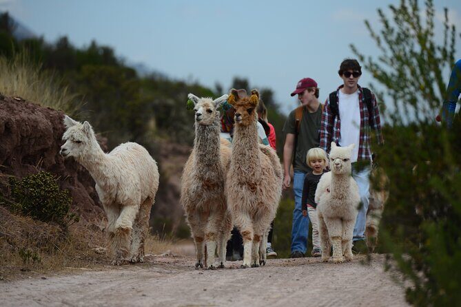 Hike with Llamas and Alpacas in the Sacred Valley from Cusco - The Chinchero road trip: why the drive matters