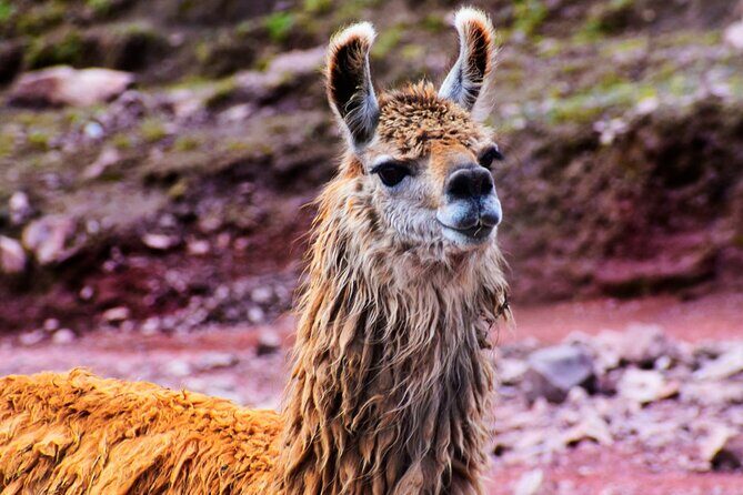 Huchuy Qosqo Trek to Sacred Valley & Machu Picchu in 3Days - Huchuy Qosqo + Sacred Valley + Machu Picchu: what the 3 days really feel like
