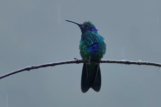 Hummingbirds of the Sacred Valley - Cusco - Cusco at 7:00 am: the easy start to a hummingbird morning