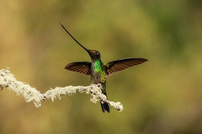 Hummingbirds of the Sacred Valley - Cusco - Ensifera Camp in Yanahuara: where the hummingbird watching actually happens