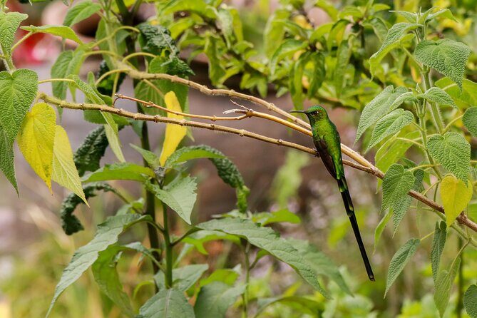 Hummingbirds of the Sacred Valley - Cusco - Price and value: is $90 for 5 hours a fair deal?