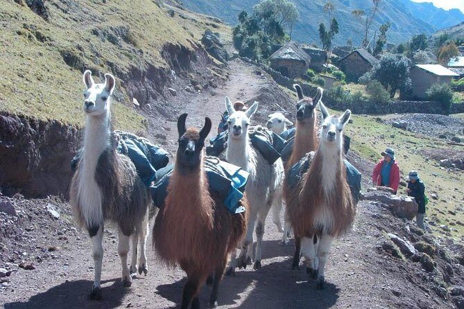 Lares Trek to Machu Picchu: 4-Day Tour - Who this tour fits best (and who should reconsider)