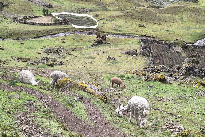 Lares Trek To Machupicchu With Thermal Baths 4Days - Guides, food, and the small-team feel that makes this work