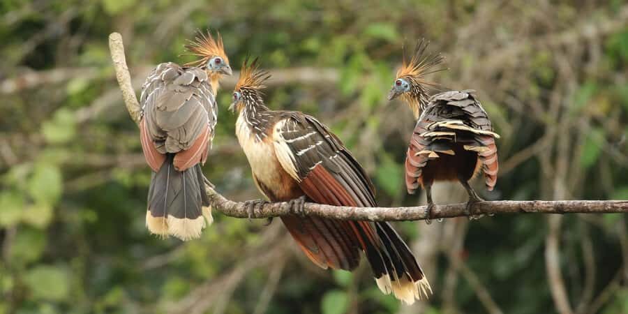 Living Nature from Cusco: 3 Days Manu Jungle all inclusive - Downriver to the Amazon Manu Lodge: boats, river time, and a zip-line choice
